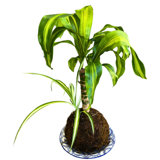 Planta kokedama palo de agua ii 